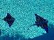 Close-up of the swimming pool displaying decorative stingray accents in the shimmering water at 12300 4Th E St, Treasure Island, FL 33706