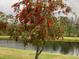 Beautiful Bottlebrush tree in full bloom with a pond in the background at 15860 Aurora Lake Cir, Wimauma, FL 33598