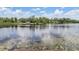 Beautiful waterfront view with a wooden dock, a tranquil lake, lush greenery, and waterlilies floating on the water at 707 Warren Rd, Lutz, FL 33548