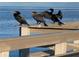 Three cormorant birds sit on wooden railing over the blue waters at 301 Windrush Loop, Tarpon Springs, FL 34689