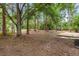 Spacious backyard with mature trees, a small wooden deck, and beautiful natural landscaping at 7644 Conrad St, Wesley Chapel, FL 33544
