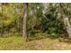 Wooded backyard with lush trees and foliage, providing a tranquil and private outdoor space at 5619 Essex Ct, Palm Harbor, FL 34685