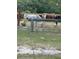 Two horses enjoying the grass behind a wooden fence at 15625 Olney Ln, Spring Hill, FL 34610