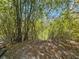 Lush bamboo grove cascading down to the lake, showcasing nature's beauty at 32348 Marchmont Cir, Dade City, FL 33523