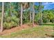 Spacious backyard with lush trees and shaded area at 11510 Quiet Forest Dr, Tampa, FL 33635