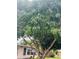 Home's front yard featuring a large mango tree at 72 Lake Shore Dr, Palm Harbor, FL 34684