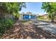 Backyard featuring a blue house with a well-maintained lawn and mature trees at 910 E Chelsea St, Tampa, FL 33603