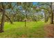 Spacious backyard featuring mature trees and lush green grass, offering a serene outdoor setting at 56 Bay Woods Dr, Safety Harbor, FL 34695