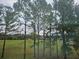Community view featuring lush grass and a park, framed by tall, stately trees at 19643 Shady Oak Dr, Land O Lakes, FL 34638