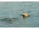 Two dolphins swimming near the surface of the water, displaying aquatic wildlife in the area at 6075 Shore S Blvd # 215, Gulfport, FL 33707