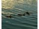 A group of manatees swimming in the water, showcasing local wildlife and nature at 6075 Shore S Blvd # 215, Gulfport, FL 33707