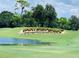 Lush green golf course with a large Innisbrook sign landscaped on a hill at 36750 Us 19 N # 24-213, Palm Harbor, FL 34684