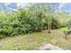 Lush backyard featuring vibrant greenery and trees creating a peaceful outdoor setting at 3922 Silverlake Way, Wesley Chapel, FL 33544
