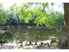 Scenic view of a serene pond surrounded by lush trees and unique cypress knees along the shoreline at 4049 Wellington Pkwy, Palm Harbor, FL 34685