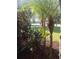 Landscaping with palm trees in the front yard at 1841 Georgia Ave, Palm Harbor, FL 34683