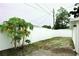 Backyard featuring a privacy fence and a papaya tree at 6508 Lenore Dr, Tampa, FL 33634