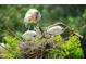 Image of a Wood Stork feeding its young at 3217 Saddlebrook Ave, Tampa, FL 33618