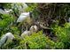 Close-up of a bird's nest in a tree, showcasing local wildlife at 3217 Saddlebrook Ave, Tampa, FL 33618