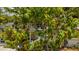 View of a mango tree in the front yard with a white picket fence at 3217 Saddlebrook Ave, Tampa, FL 33618
