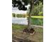 Backyard view of the pond framed by a tree and simple landscaping at 7616 Colonial Ct, Tampa, FL 33615