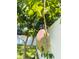 Close up of Mango growing in the yard at 5808 Silver Moon Ave, Tampa, FL 33625