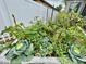 View of a thriving vegetable garden featuring cabbages and tomato plants growing next to a white fence at 14015 Arbor Pines Dr, Riverview, FL 33579