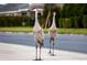 Two sandhill cranes standing on a sidewalk at 16503 66Th E Ln, Parrish, FL 34219