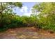 A secluded area with lush greenery, plants, and a clear blue sky peering through the canopy above at 1974 Hidden Springs Pl, Clearwater, FL 33760