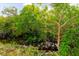 A view of a small creek surrounded by lush green foliage and trees under bright sunlight at 1974 Hidden Springs Pl, Clearwater, FL 33760