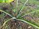 The backyard features a fruiting pineapple plant at 12426 Terra Ceia Ave, New Port Richey, FL 34654