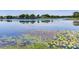 Still water of the lake is covered in lily pads and green lake plants at 3724 Fawn Grove Ct, Land O Lakes, FL 34639