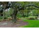 A shady old tree is in a lush landscape with bromeliads, palms and green lawn at 1501 Howard Pl, Largo, FL 33770