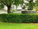 Front yard featuring a manicured green hedge and a mature shade tree at 20989 Negril, Lutz, FL 33558