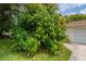 Lush front yard showcasing a mature mango tree, offering shade and delicious fruit at 117 Connie Ave, Tampa, FL 33613