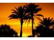 Scenic view of silhouetted palm trees during a vibrant sunset with orange skies at 7804 Bracken Dr, Port Richey, FL 34668