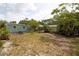 Green backyard surrounded by lush trees and tropical landscaping, ideal for outdoor enjoyment at 4830 47Th N Ave, St Petersburg, FL 33714