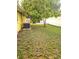 Backyard with lush green grass and a mature mango tree at 4111 W La Salle St, Tampa, FL 33607