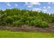 Lush green space with a variety of trees and shrubs at 10422 Fenceline Rd, New Port Richey, FL 34655