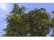 Lush mango tree with vibrant green leaves and fruit, adding beauty and fresh produce to the property at 4722 Harris Ave, Sarasota, FL 34233