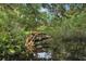 Picturesque water view showing lush mangroves and overhanging trees perfect for kayaking at 2990 Longbrooke Way, Clearwater, FL 33760