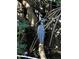 Striking bird perched on a tree branch at 2943 Bough Ave # C, Clearwater, FL 33760