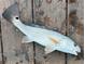 Freshly caught redfish lying on a wooden surface at 2943 Bough Ave # C, Clearwater, FL 33760