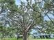 Lush backyard featuring a mature tree offering ample shade for outdoor enjoyment and relaxing afternoons at 30729 Veridian Way, Wesley Chapel, FL 33543