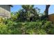 Backyard shows overgrown shrubbery and a small shed in the distance at 1107 Goshen Rd, Tarpon Springs, FL 34689