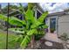 Exterior shot showcasing a well-maintained home with a lush banana tree in the front yard at 11334 Winwood Pl # 11334, Port Richey, FL 34668