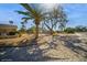 Landscaped front yard with mature trees, gravel and manicured bushes at 6503 Santiago Ct, Apollo Beach, FL 33572