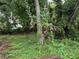 Overgrown backyard featuring mature trees and ground cover at 1835 15Th S Ave, St Petersburg, FL 33712