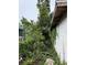 Overgrown backyard offering space for landscaping and outdoor activities at 1835 15Th S Ave, St Petersburg, FL 33712