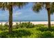 Relaxing beach view framed by palm trees and lush greenery, offering a tranquil coastal experience at 1380 Gulf Blvd # 805, Clearwater, FL 33767