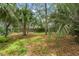 Lush backyard featuring mature trees and natural foliage, creating a serene outdoor space at 2418 Deltona Blvd, Spring Hill, FL 34606